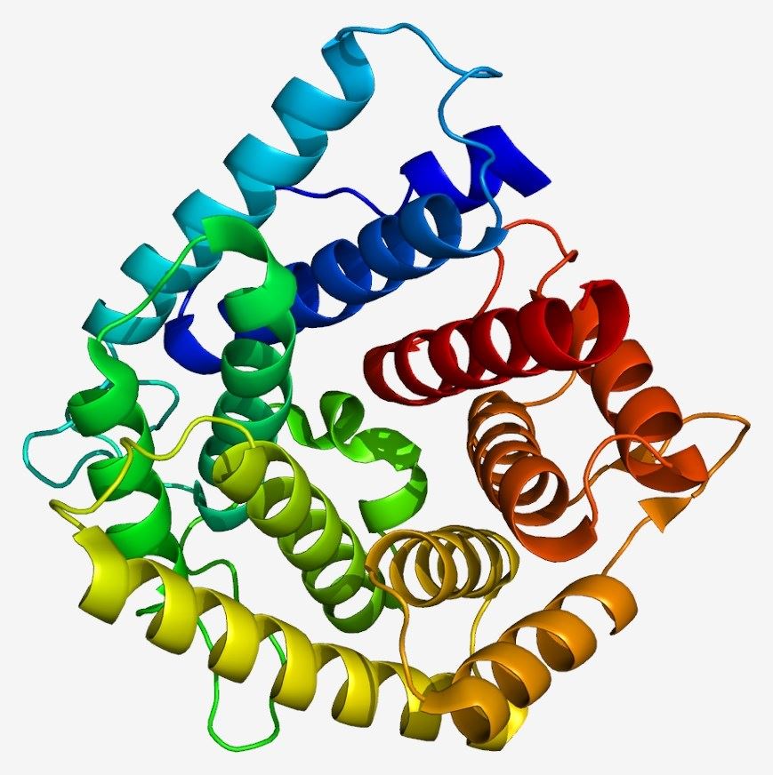 Fig. 1 Structure of C4a. （From Wikipedia: By Emw - Own work, https://commons.wikimedia.org/wiki/File:Protein_C4A_PDB_1hzf.png）